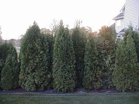 Picture of Emerald Green Arborvitae