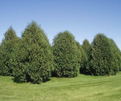 Picture of Techny Arborvitae