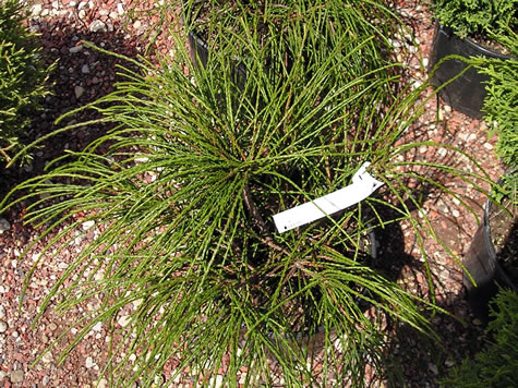 Picture of Whipcord Arborvitae