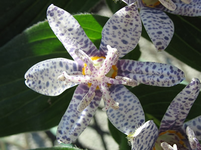 Picture of Miyazaki Japanese Toad Lily
