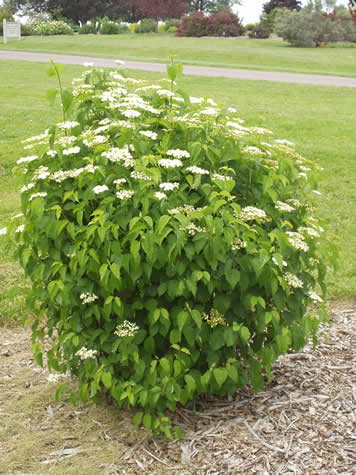 Picture of Blue Muffin Arrowood Viburnum