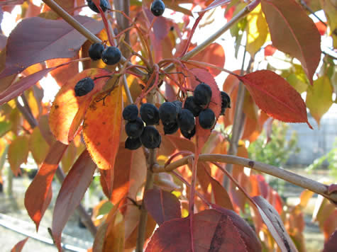 Picture of Nannyberry Viburnum