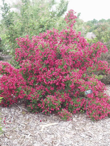 Picture of Red Prince Weigela