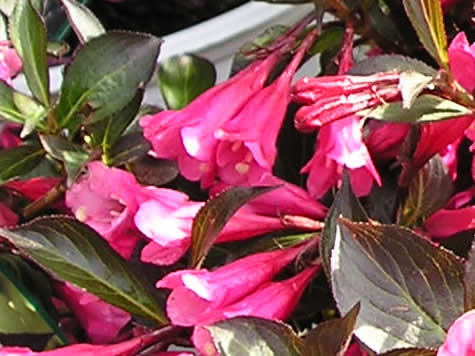 Picture of Minuet Weigela