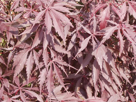 Picture of Bloodgood Japanese Maple