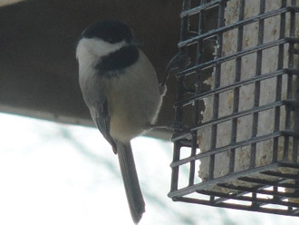 Picture of black-capped chickadee