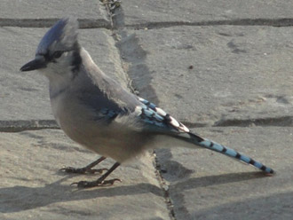 Picture of blue jay