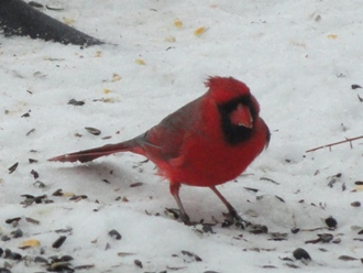 Picture of a cardinal