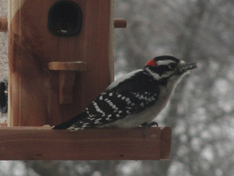 Picture of downy woodpecker