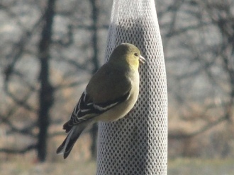 Picture of goldfinch