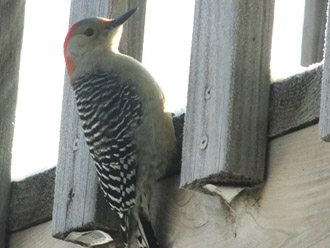 Picture of red-bellied woodpecker
