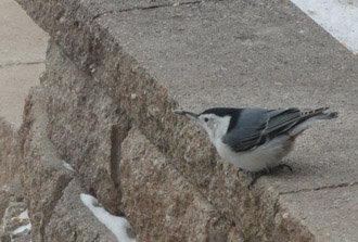 Picture of white-breasted nuthatch