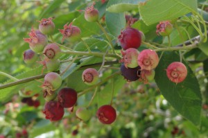 Ripening serviceberries