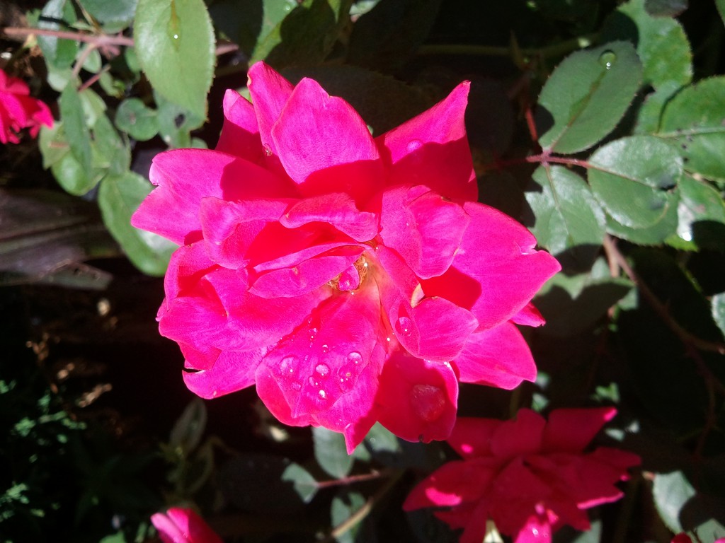 If our warm weather keeps up, our double knockout roses will be blooming in no time!