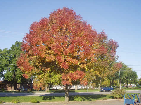 The Autumn Purple Ash is one of the most common varieties of ash tree in the midwest.