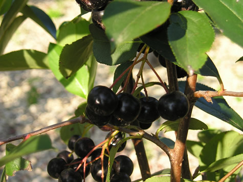 Aronia berries in late summer.