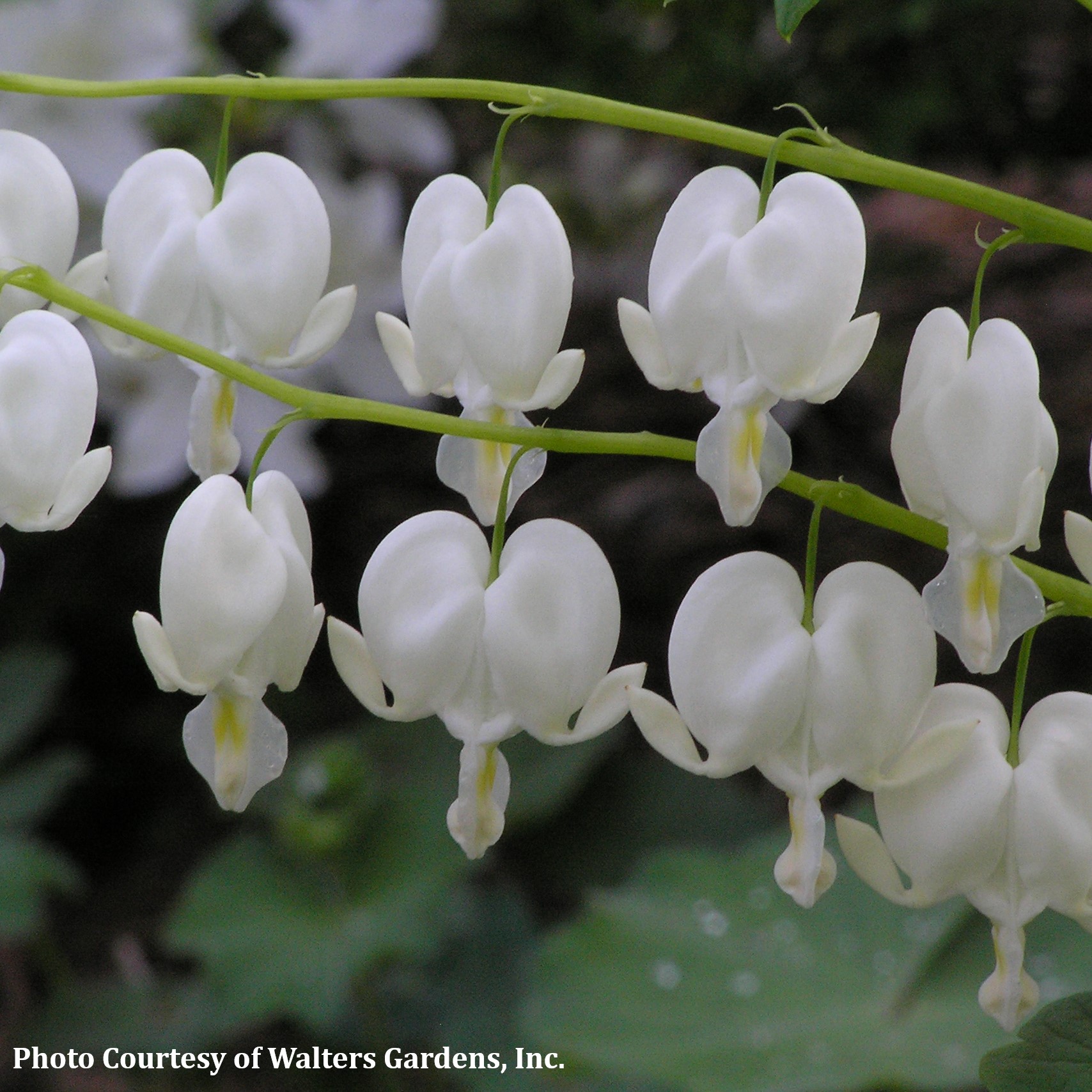 Picture of Old-Fashioned White Bleeding Heart