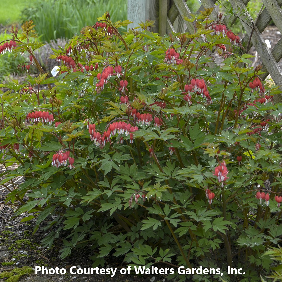 Picture of VALENTINE Old-Fashioned Bleeding Heart
