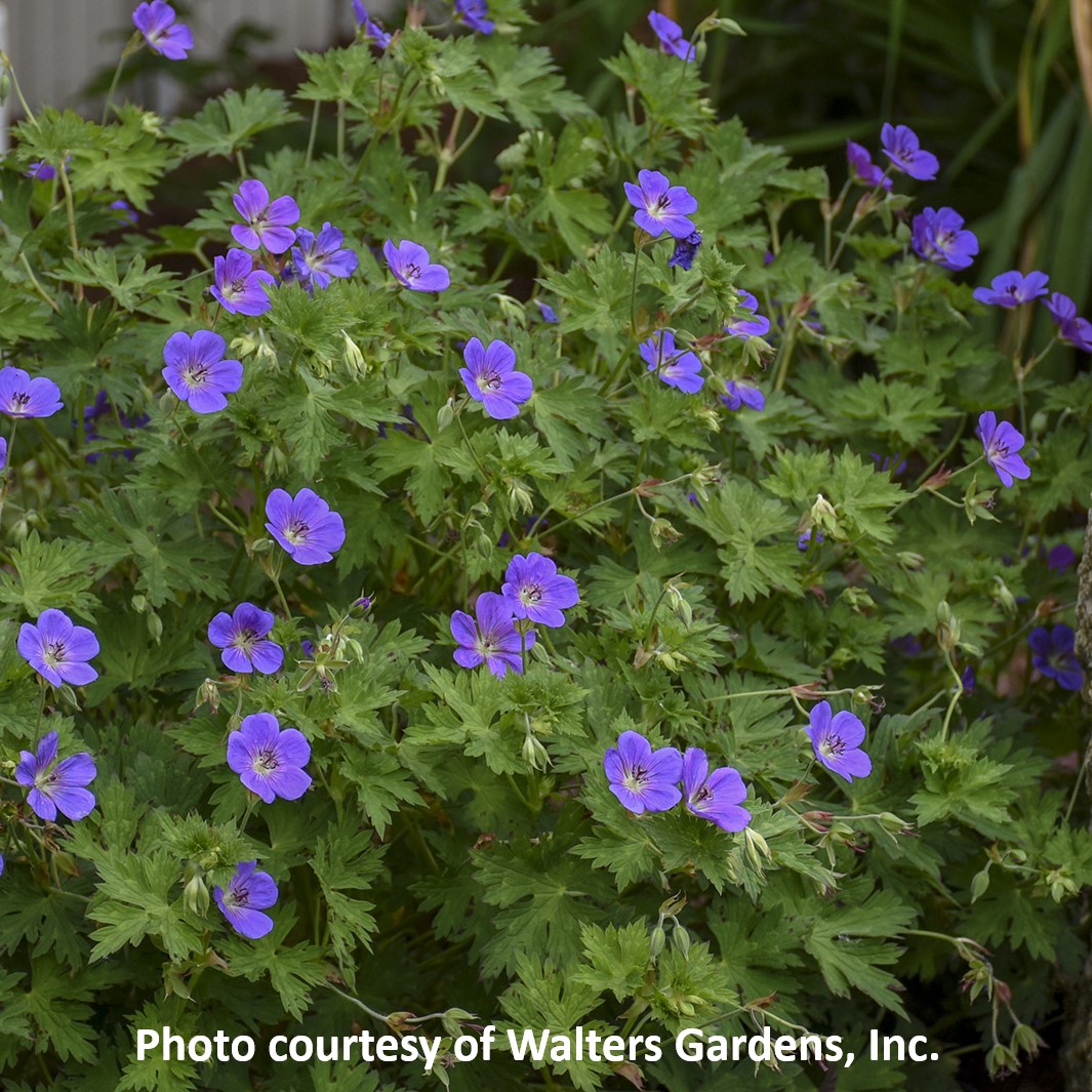 Picture of Rozanne Hardy Geranium or Cransebill