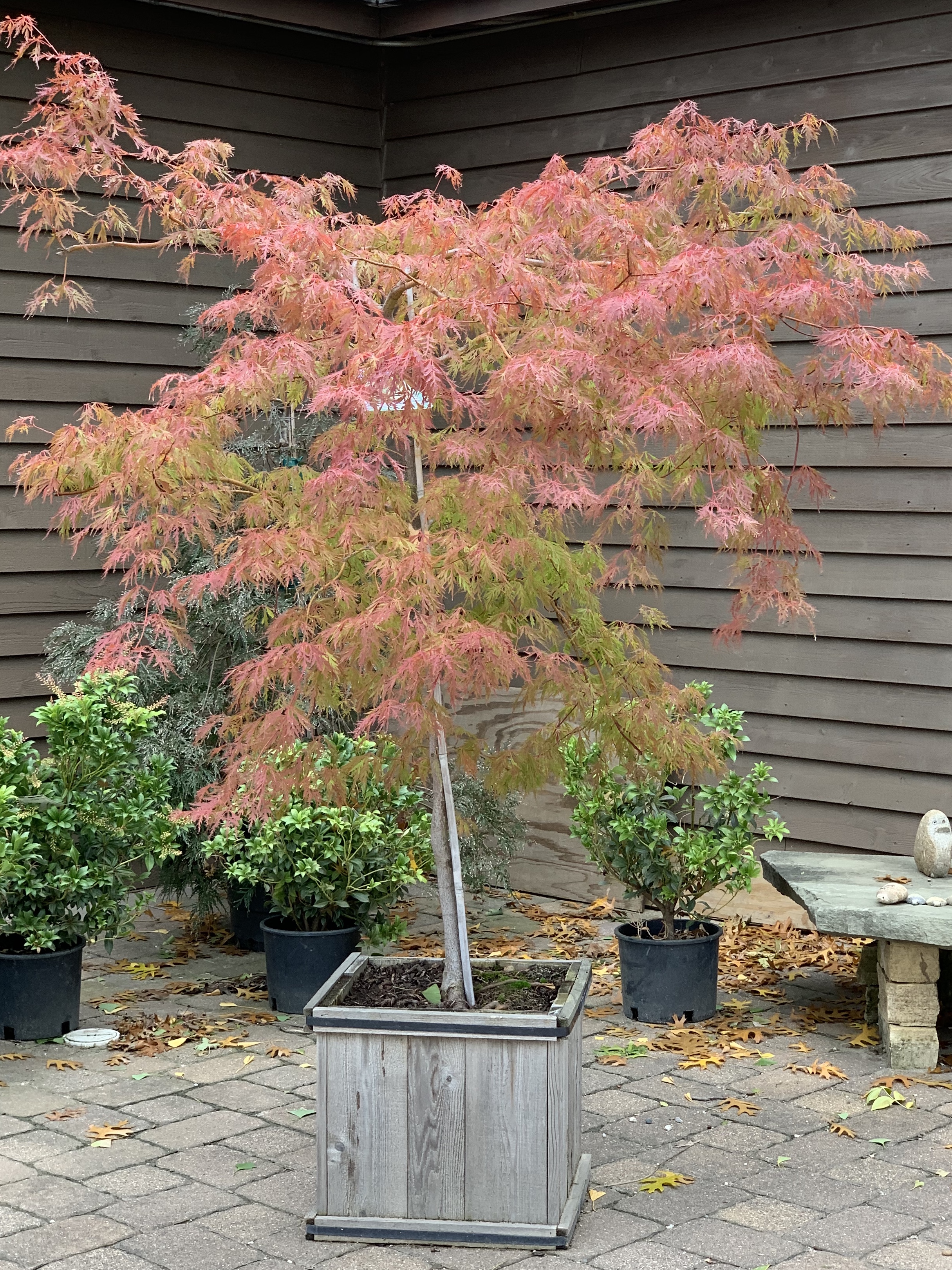 Picture of Ice Dragon Maple