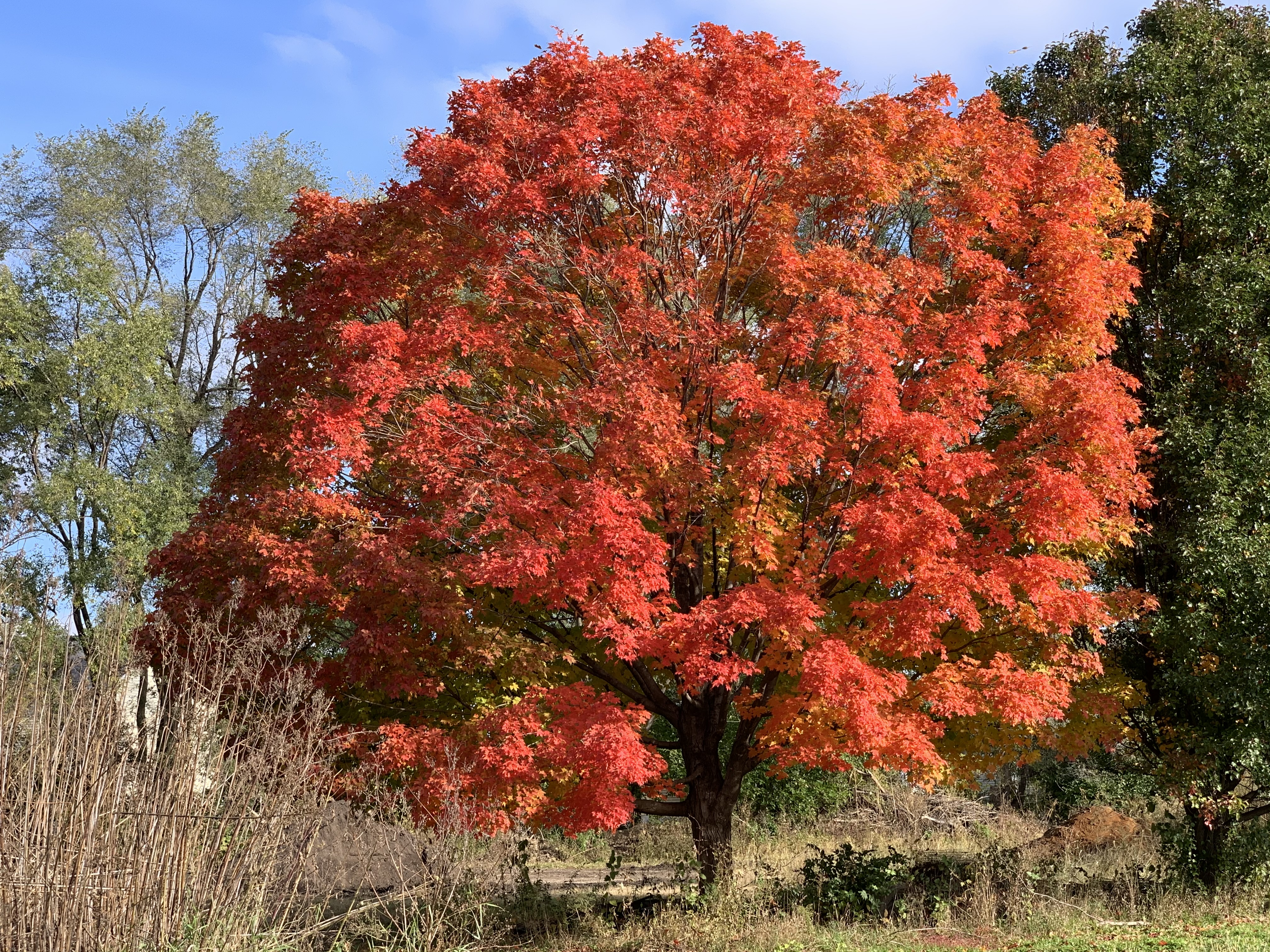 Picture of Sugar Maple